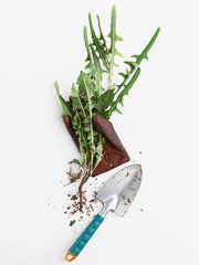Gardener's gloves, garden spade and weed plant plucked out of the ground with a root on a white...