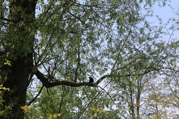 Bird on tree in spring
