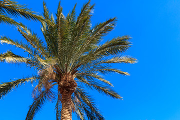 Obraz na płótnie Canvas Palm tree on the blue sky background