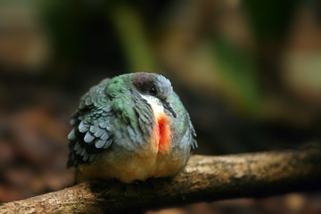 The Luzon bleeding-heart (Gallicolumba luzonica) sitting on the branch.