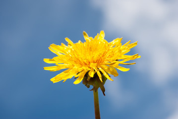 Dandelion on a sunny day.