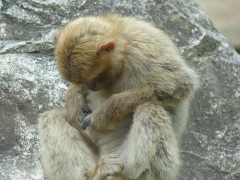 Macaque en train de s'&eacute;pouiller