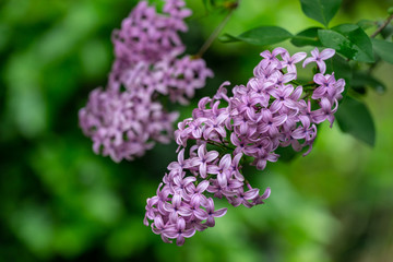 Spring bloom of pink-purple lilac Syringa microphylla bushes on green blurred background. Selective focus. Nature concept for design