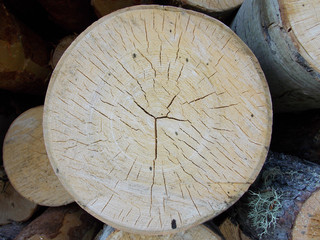 Round saw cut pine logs. Wooden background. Round saw cut of pine logs. Wooden background