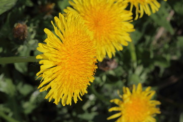 Spring meadow with bright green young grass and flowering dandelions. Yellow dandelions are visible. Close-up.