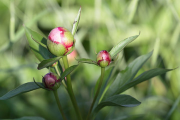 peony buds on a green background