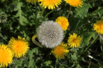 Spring meadow with bright green young grass and flowering dandelions. Yellow and faded dandelions are visible. Close-up.