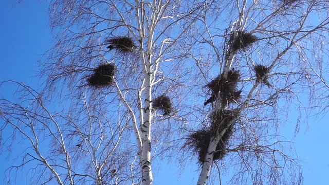 Colony of European Jackdaw Birds. A colony of jackdaw nesting high up in bare treetops against a sunny sky