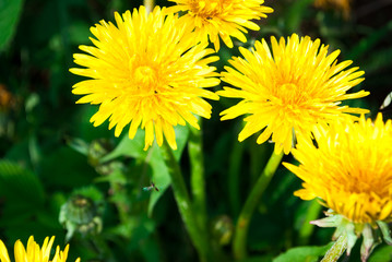 Dandelion on a sunny day.