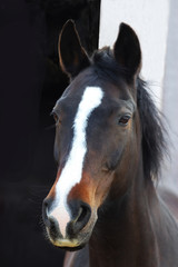 Obraz na płótnie Canvas head of a beautiful young horse
