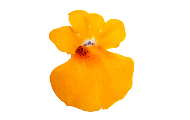 snapdragon flower isolated