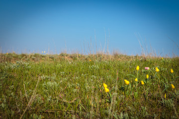 field tulips on the field.