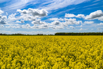 Rural landscape, rape field on a background of blue sky.