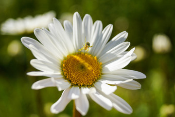 Obraz premium Spinne