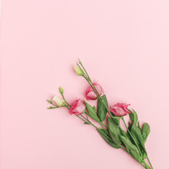 Delicate pink flowers on a pink background. Top view. Flat lay.