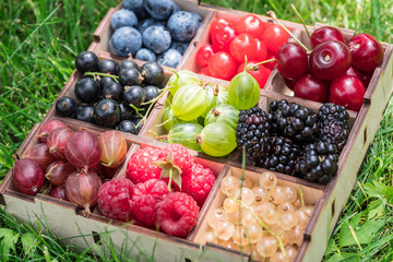 Summer berries in wooden box on the green grass. Close-up.