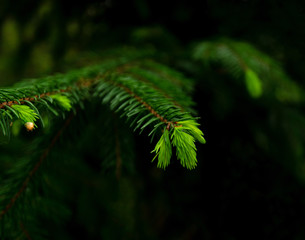 spruce branch with young needles