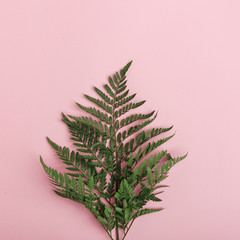 Branches of green plants on a pink background. Top view. Flat lay.