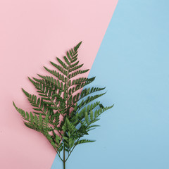 Branches of green plants on a pink background. Top view. Flat lay.