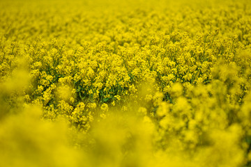 Blooming oilseed rape, rape fields.