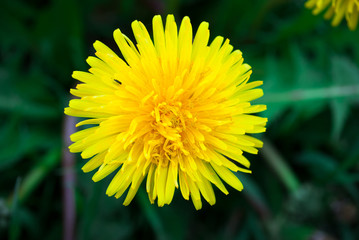 Dandelion on a sunny day.