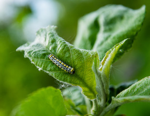 Garden pests