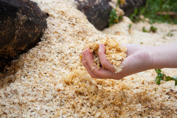 Sawdust in hands, chips, after cutting wood