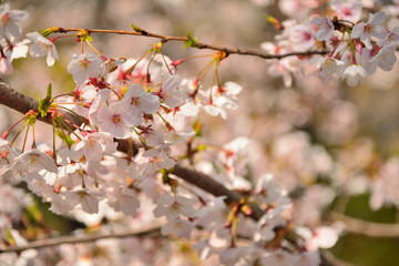 【神奈川】横須賀　走水水源地の桜
