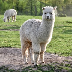 Alpaca