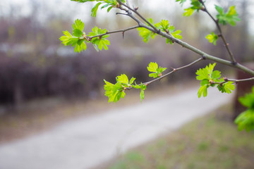 Green buds on branches in spring. Nature and blooming in spring time. Bokeh light background.