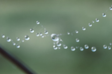 The spider web with dew drops.