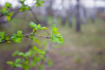 Green buds on branches in spring. Nature and blooming in spring time. Bokeh light background.