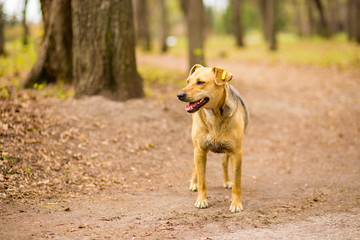 portrait of homeless village dog play in summer park