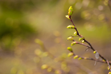Green buds on branches in spring. Nature and blooming in spring time. Bokeh light background.