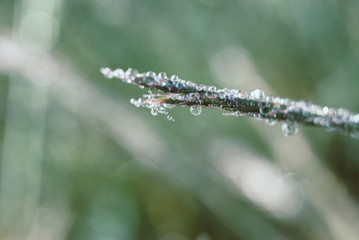 The spider web with dew drops.