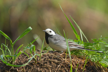 White wagtail (Motacilla alba) on a hillock in the field