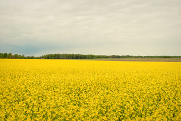 Fototapeta premium Yellow field rapeseed in bloom
