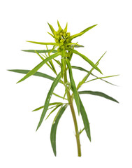 Perennial herb Euphorbia cyparissias plant isolated on white background