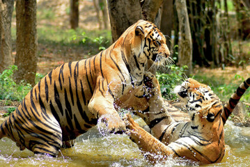 Royal bengal tigers fighting in water