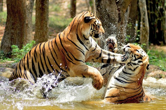 The Royal Bengal Tiger