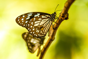 Blue tiger butterfly