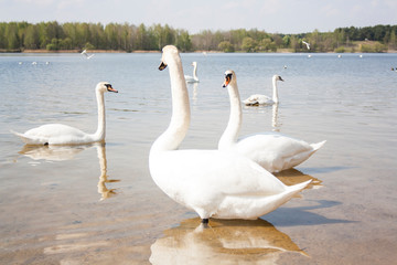  Swans on a pond swimming near the shore