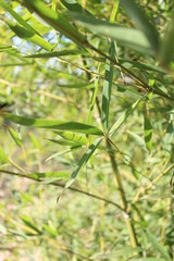Piante di bambu dalla cina 