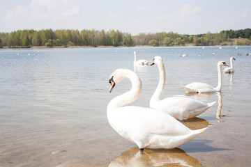  Swans on a pond swimming near the shore