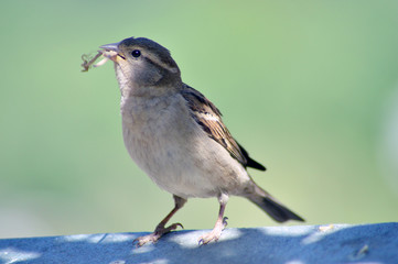 sparrow procuring materials to build its nest