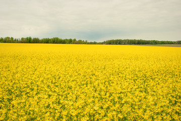 Obraz premium Yellow field rapeseed in bloom
