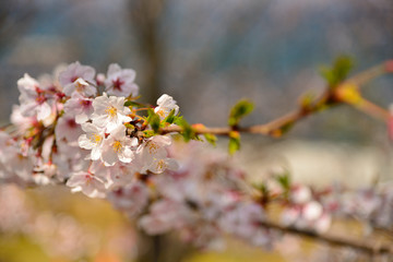 【神奈川】横須賀　走水水源地の桜