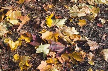 maple leaves fallen on the ground. autumn background of yellow leaves