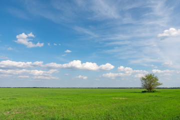 Field of green fresh grass under blue cloudy sky.
