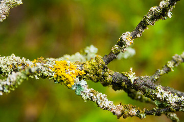 Lichen on the bark of an old tree. Macro shooting with blurred background